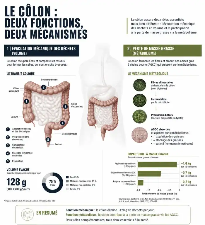 Infographie sur la différence entre nettoyage du côlon et perte de poids réelle