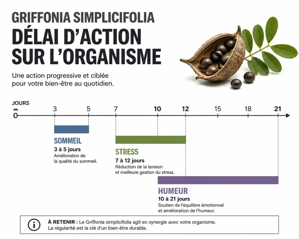 Infographie sur le délai d'action du Griffonia simplicifolia pour le sommeil, le stress et l'humeur