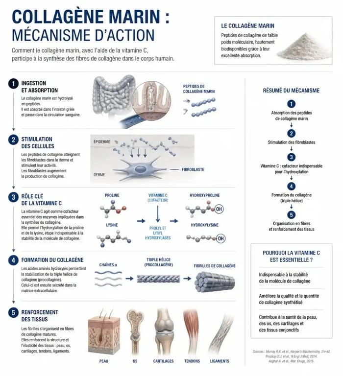 Infographie sur les bienfaits et le mécanisme d'action du collagène marin sur la peau et les articulations
